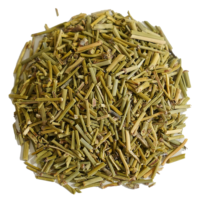 마황 — Ephedra sinica