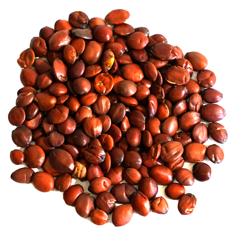 산조인 — Ziziphus jujuba var. spinosa